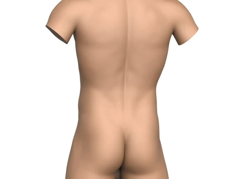 3D 프린트 준비 남성 몸통(음경 포함) 3D 프린트 모델