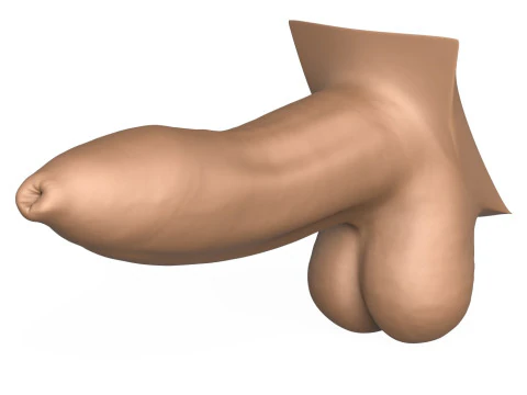 High Detailed 3D Print Ready Uncircumcised Penis 3D Print Model