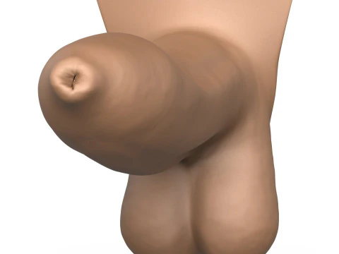 High Detailed 3D Print Ready Uncircumcised Penis 3D Print Model