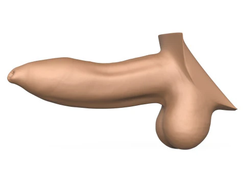 High Detailed 3D Print Ready Uncircumcised Penis 3D Print Model