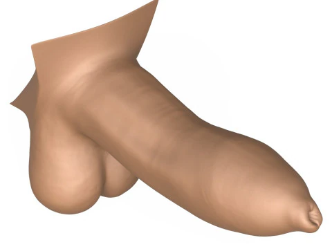 High Detailed 3D Print Ready Uncircumcised Penis 3D Print Model