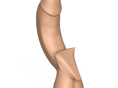 3D Print Ready Full Erect Penis 3D Print Model