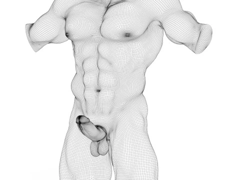 Photorealistic Muscular Man Torso with Penis 3D Model