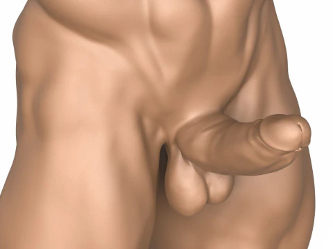 3D 打印带阴茎的肌肉男躯干 3D 打印模型