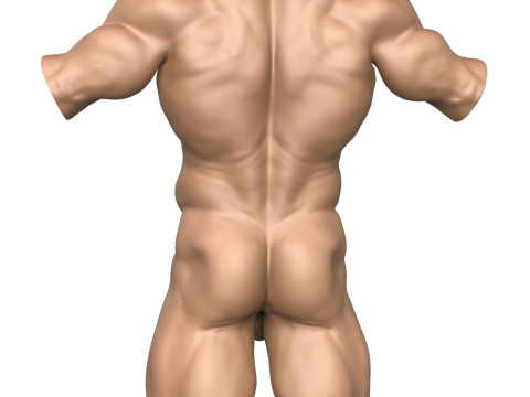 3D Print Ready Muscular Man Torso with Penis Modelo de impresión 3D
