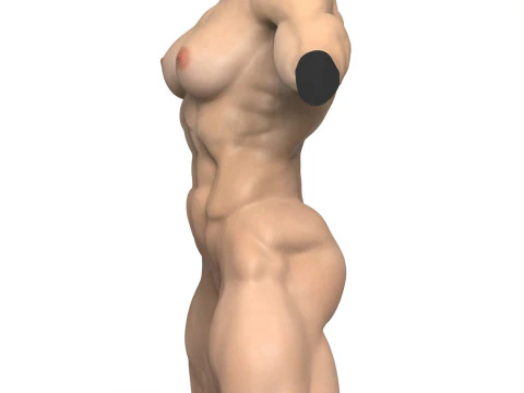 Torse de femme muscl&eacute; photor&eacute;aliste avec vagin Modèle 3D