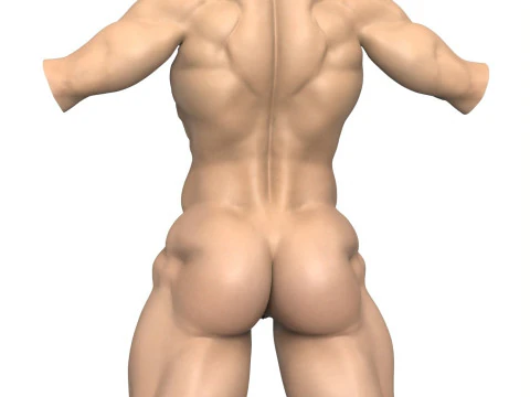 Torse de femme muscl&eacute; photor&eacute;aliste avec vagin Modèle 3D