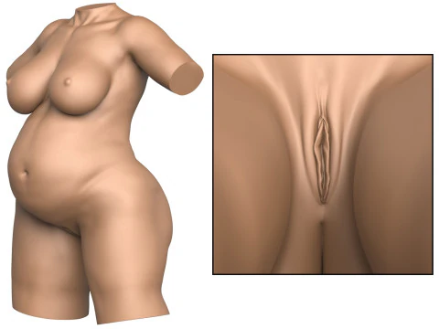 3D-Druckfertiger Torso einer schwangeren Frau mit Vagina 3D Druckmodell