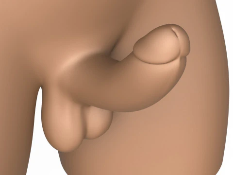 3D-Druck bereit, m&auml;nnlicher Torso mit Penis 3D Druckmodell