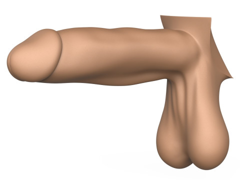 Photorealistic 3D Print Ready Man Erect Penis 3D 打印模型