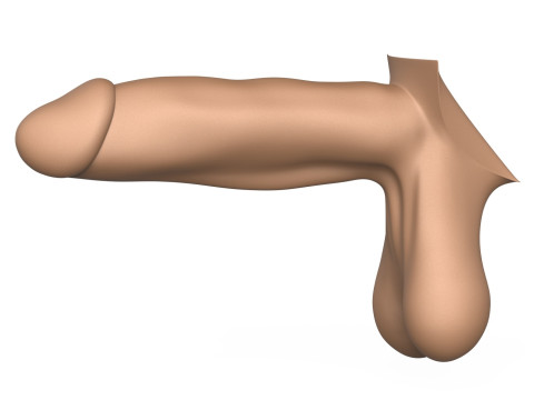 Photorealistic 3D Print Ready Man Erect Penis 3D 打印模型