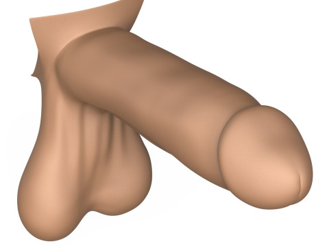 Photorealistic 3D Print Ready Man Erect Penis 3D 打印模型