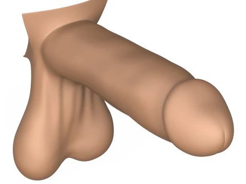 Photorealistic 3D Print Ready Man Erect Penis 3D Print Model
