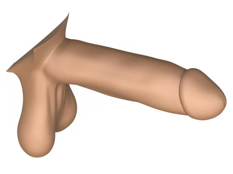 Photorealistic 3D Print Ready Man Erect Penis 3D Print Model