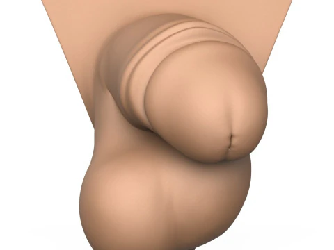 3D Print Ready Small Thick Penis 3D Print Model