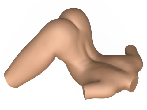 3D Print Ready Female Vagina With Torso 3D Print Model