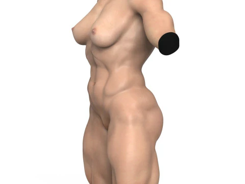 Muscular Woman Torso 3D Model