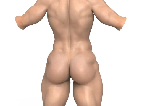 Muscular Woman Torso 3D Model