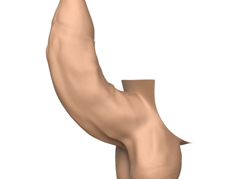 3D Print Ready Uncircumcised Erect Penis 3D Принт Модель