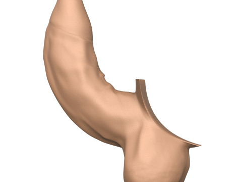 3D Print Ready Uncircumcised Erect Penis 3D Принт Модель