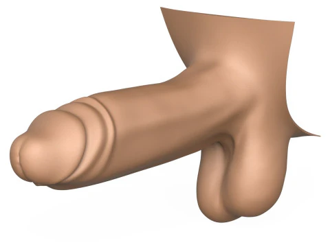 3D Print Ready Man Big Erect Penis 3D Print Model