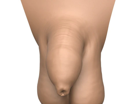 3D Print Ready Uncircumcise Small Penis 3D Print Model