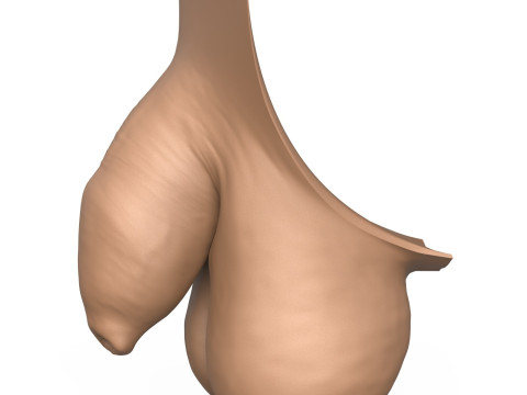 3D Print Ready Uncircumcise Small Penis Modello di stampa 3D