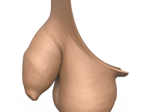 3D Print Ready Uncircumcise Small Penis 3D Print Model