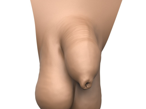 3D Print Ready Uncircumcise Small Penis Modello di stampa 3D