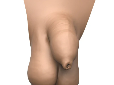 3D Print Ready Uncircumcise Small Penis 3D Print Model