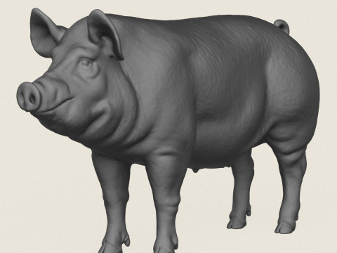 Pig Modèles 3D en vedette