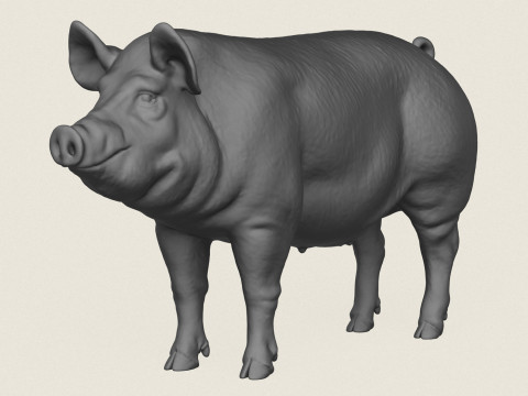 Pig Print Ready 3D 打印模型