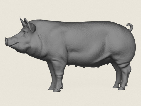 Pig Print Ready 3D Baskı Modeli