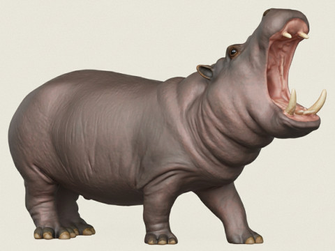 Hippopotamus Modèles 3D en vedette