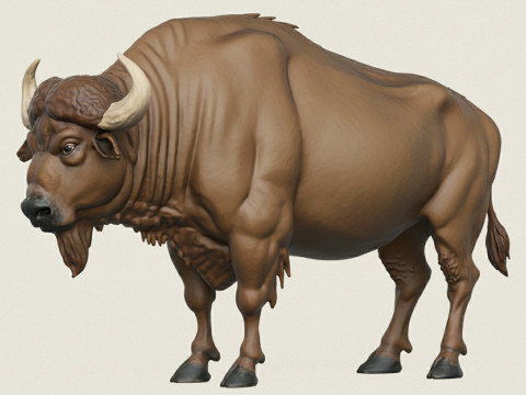 Wild Buffalo 3D Print Model