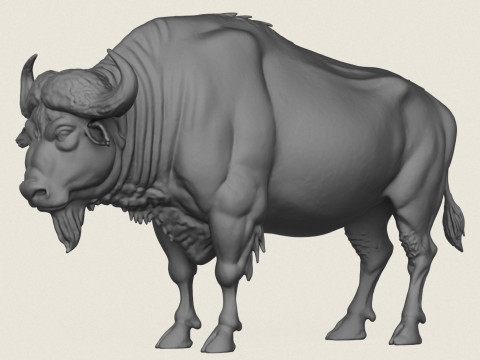 Wild Buffalo 3D Print Model