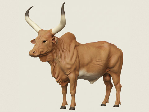 Indian Bull 3D Print Model