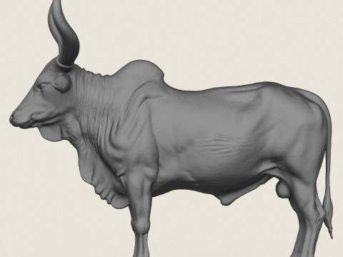 印度公牛 3D 打印模型