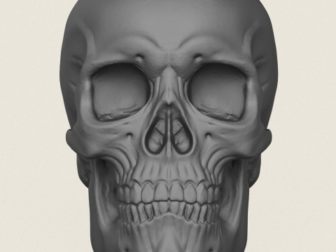Skull Plant Pot 3D 打印模型