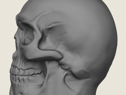 Skull Plant Pot 3D 打印模型