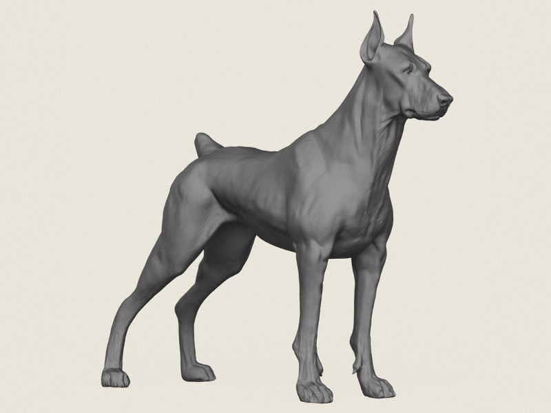 Cane Doberman Modello di stampa 3D .c4d .max .obj .3ds .fbx .stl .blend 