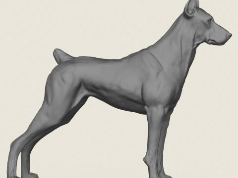 Doberman Dog 3D Print Model