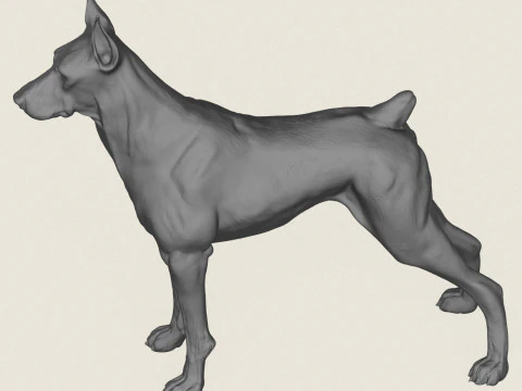 Doberman Dog 3D Print Model