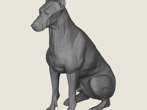 Doberman Dog Sitting 3D Print Model