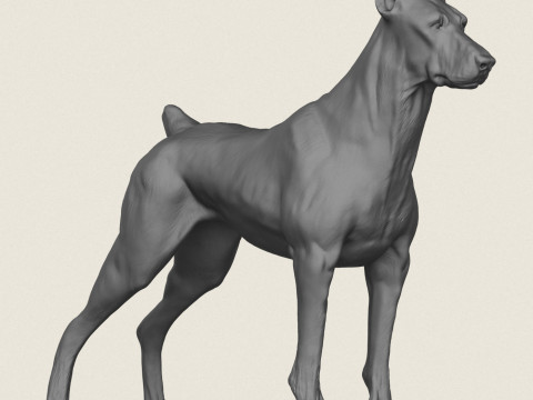 Doberman K&ouml;pek Pozu Koleksiyonu 3D Baskı Modeli