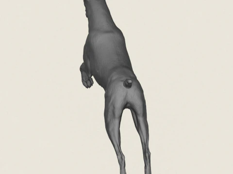 Doberman Dog Pose Collection 3D Print Model
