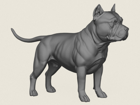 Pitbull Dog Standing 3D Print Model