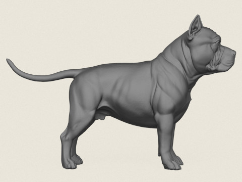 Pitbull Dog Standing 3D Print Model
