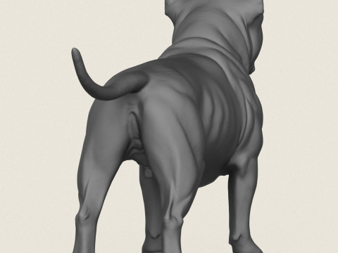 Pitbull Dog Standing 3D Print Model