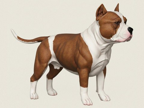 Chien Pitbull debout Modèles 3D en vedette